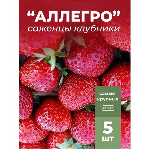 ������ ������ �������� ����� ������������� �������, �������/��������� �������� 5 �� ����