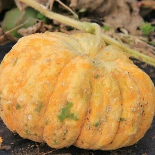 ������ ������ ������������� ������ ���� ����������� F1 ����