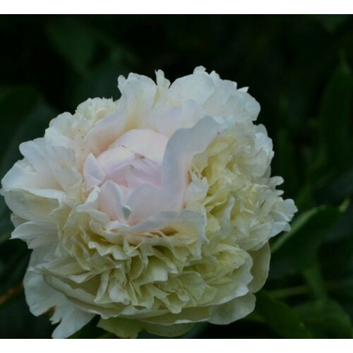 ������ ������ ���� �������� �������� ����