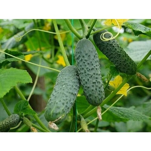 ������ ������ ������������� ������ ������ F1 ������� ����