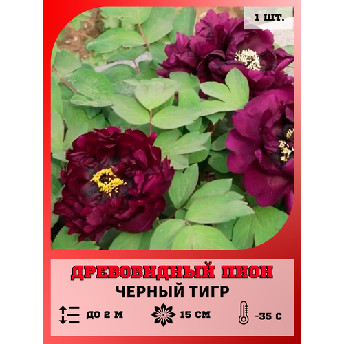 ������ ������ ���� ����������� ������ ����, ������� 1 ����� ����