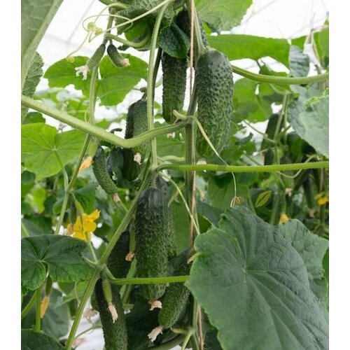 ������ ������ ������������� ������ ������ ����� F1 ����