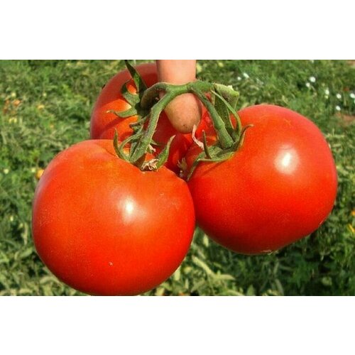 ������ ������ ������ ����� ������ F1 15 ��. ����