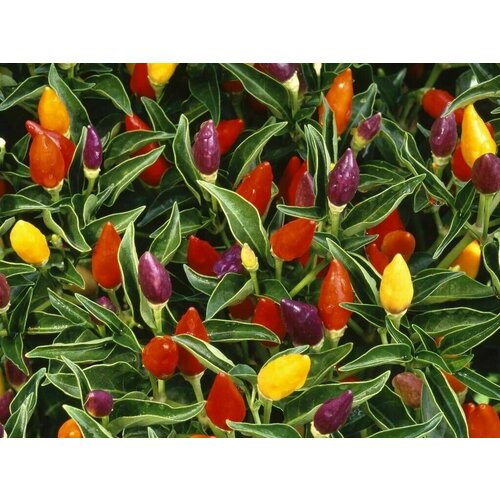 ������ ������ (������) ������ ����� 