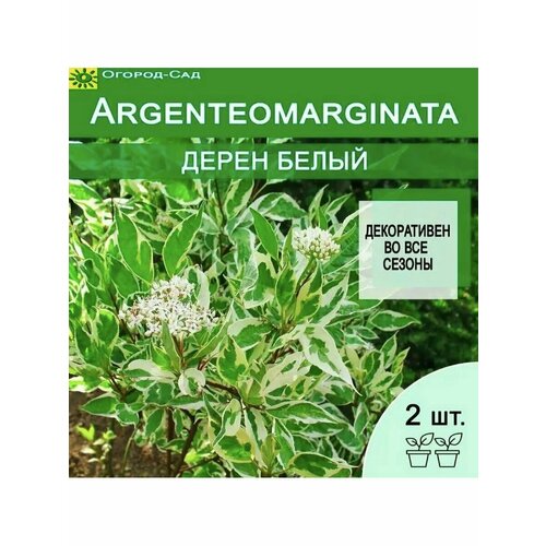     Cornus alba Argenteomarginata 2  