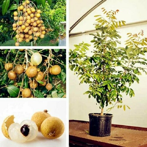 ������ ������ ������, ������������ �����, ��� ���������� �����������, ������ ����