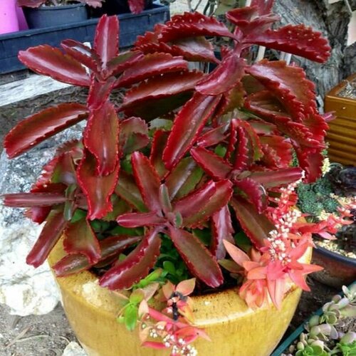 ������ ������ �������� �������������, Kalanchoe Sexangularis, ������ ����