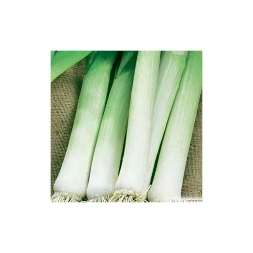 ������ ������ ������������� ������ ���� ����� ����� ����