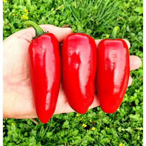 ������ ������ ������ ����� ���� ��������� ������ (Jalapeno Mammoth) / Seeds And Goods / � �������� zip-lock ��� ���������� 10 ����� ����