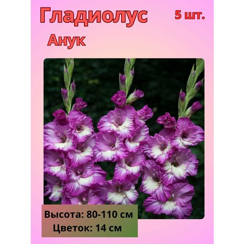 ������ ������ ��������� ��������������� ����, �������� ���������� ����