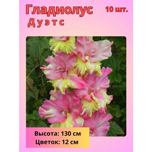 ������ ������ ��������� ��������������� �����, �������� ���������� ����