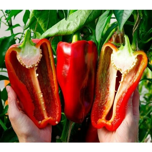 ������ ������ ������������� ������ ����� �������� ������� F1 ����