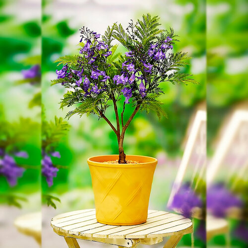 ������ ������ ��������� ������������� ���������, ������, 10 �� ����