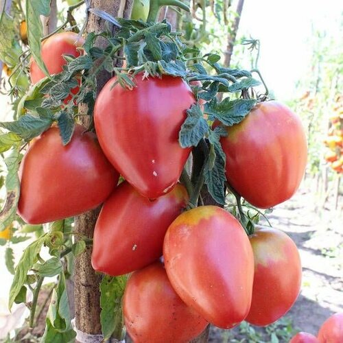 ������ ������ ������������� ������ ������ ���� ����