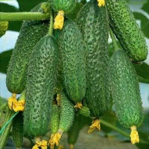 ������ ������ ������������� ������ ������ F1 �������� ����