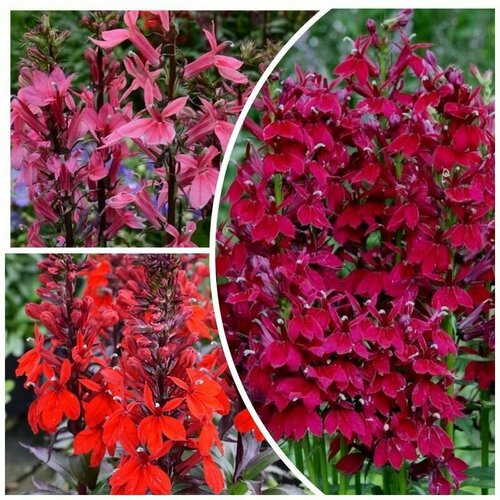 ������ ������ ������� ����������� ������� 3 �������� �� 5 �����: ��������, ����, ������� ����