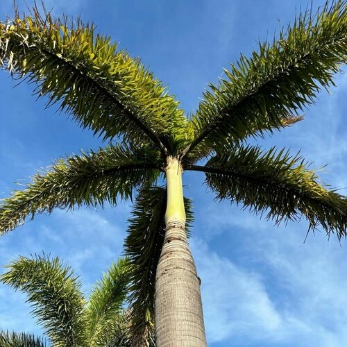 ������ ������ ������ ���������� ��������� (Roystonea regia) ������ 5 ���� ����