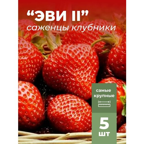 ������ ������ �������� ����� ������������� ��� II, �������/��������� �������� 5 �� ����