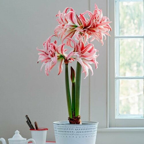 ������ ������ ����������� ������, Hippeastrum Doublet, ������ ����