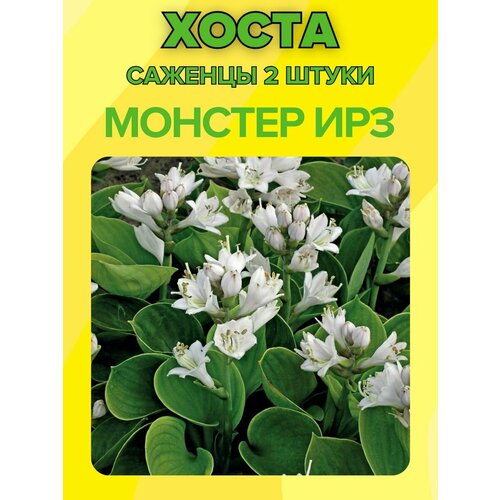 ������ ������ �����, ������� 2 ����� ����