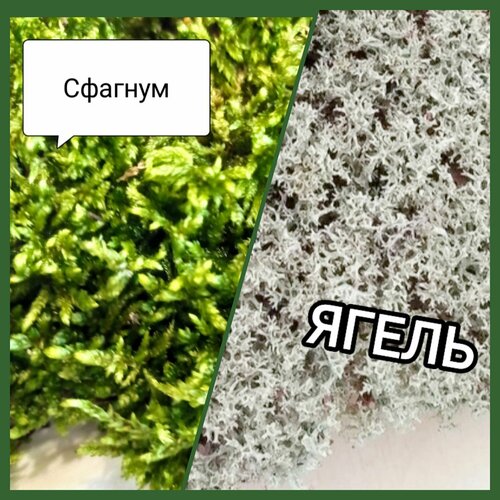 ������ ������ 2 ���� ���. ����� + �������. �����������. ������. ����