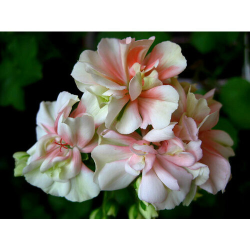 ������ ������ ������ ���������� ��������� ������������� ����� 4 �� 1 �������� ����