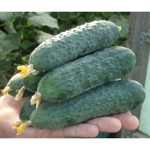 ������ ������ ������������� ������ ������ ������� F1/ ����