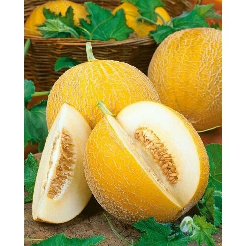 ������ ������ ������������� ������ ���� ������/ ����