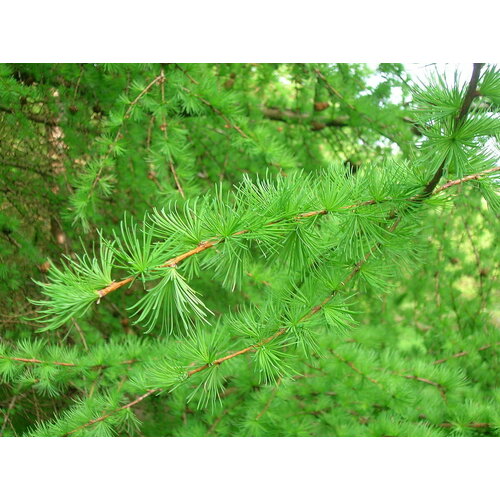 ������ ������ ������ ����������� �����������, 0.2 ������ (�������� 40��) ����