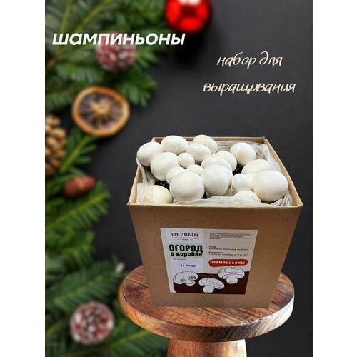 ������ ������ ������� ����������� ����