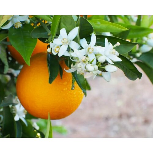 ������ ������ ������ ��������� ����������, 10 ���� � ��������, ProRostok ����