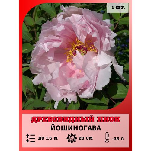 ������ ������ ���� ����������� ����������, ������� 1 ����� ����