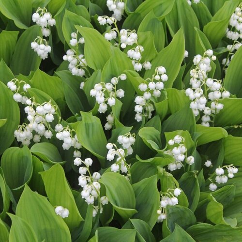 ������ ������ ������ ������ ������ ������� 30 ��. ����