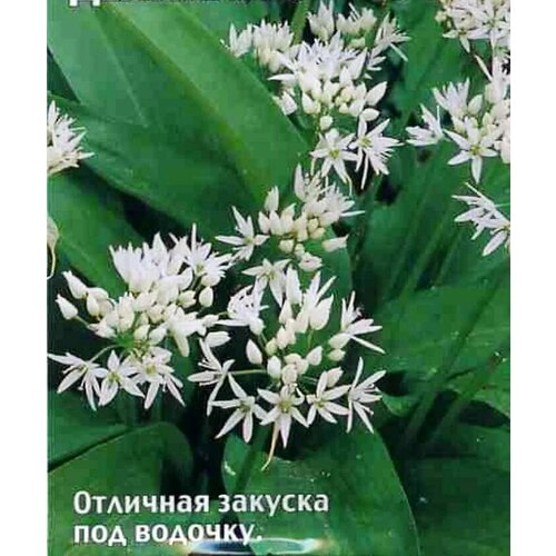 ������ ������ ������������� ������ ���� �������� (�������) ��������� ����