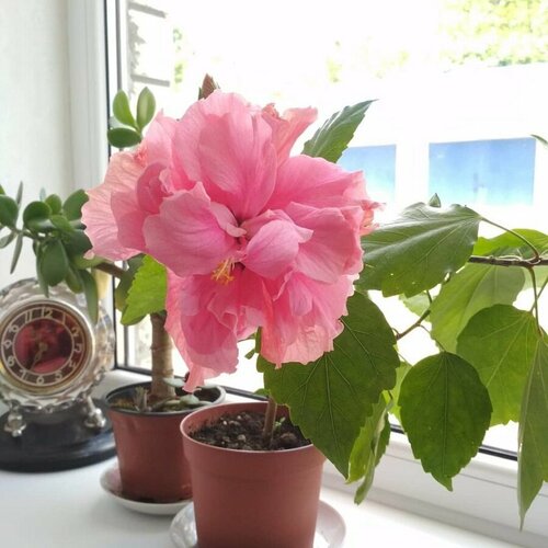 ������ ������ �������� ����������, ����������� ����, ��������, ������ ����