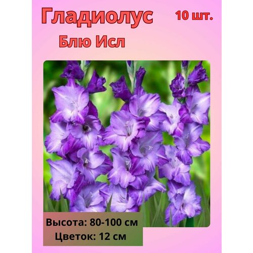 ������ ������ ��������� ��������������� ��� ���, �������� ���������� ����