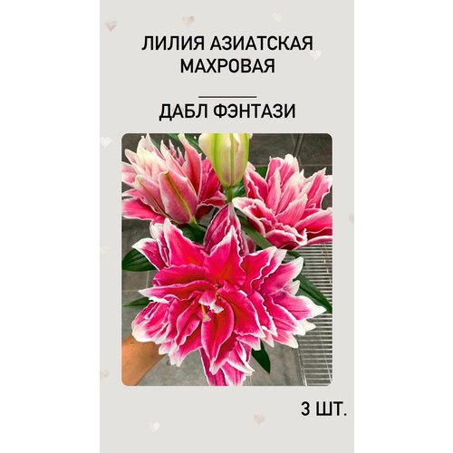 ������ ������ �����, �������� ����������� ������ ����