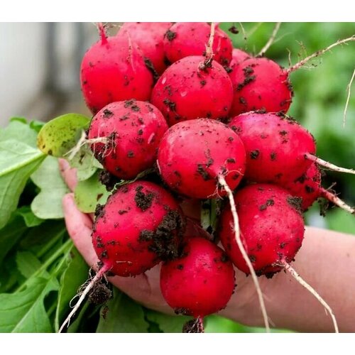 ������ ������ ������������� ������ ������ ������� F1 ����