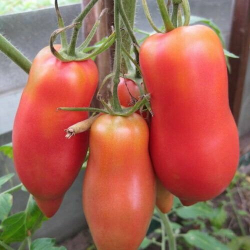 ������ ������ ������������� ������ ������ ����������� ����������� ����