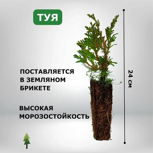 ������ ������ ��� ������������ ����