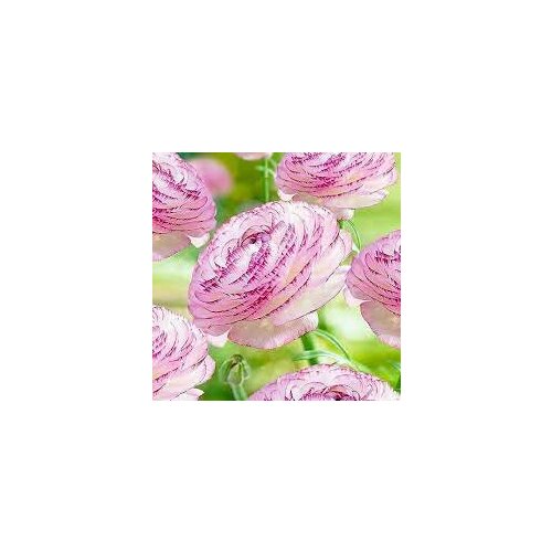 ������ ������ ������� ����������� (�����) ������ ����� 15��. ����