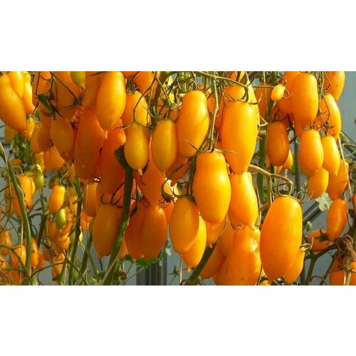 ������ ������ ������������� ������ ������ ��������� ���� ����