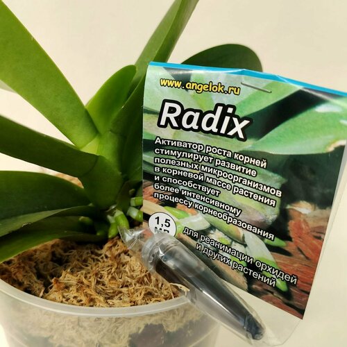 ������ ������ ���������� ����� ������ ������ ��� ������� (Radix) 1,5 �� ������� ����