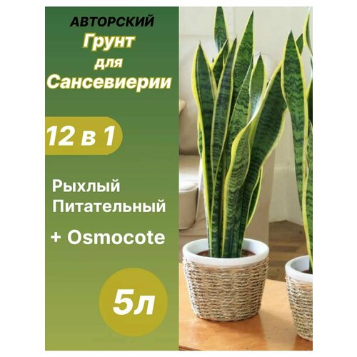 ������ ������ ����� ��� ����������� 5 � ������� ����