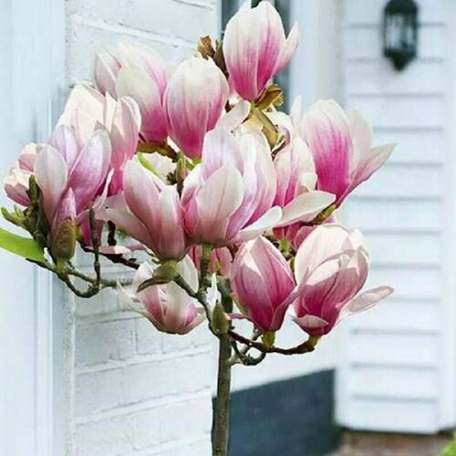 ������ ������ �������� ���������, �������, ���������, ������ ����