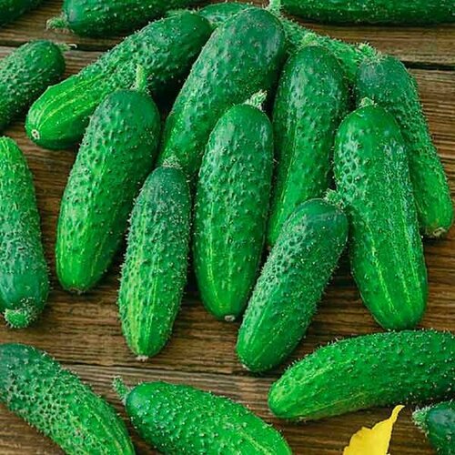 ������ ������ ������������� ������ ������ ��� F1 ����