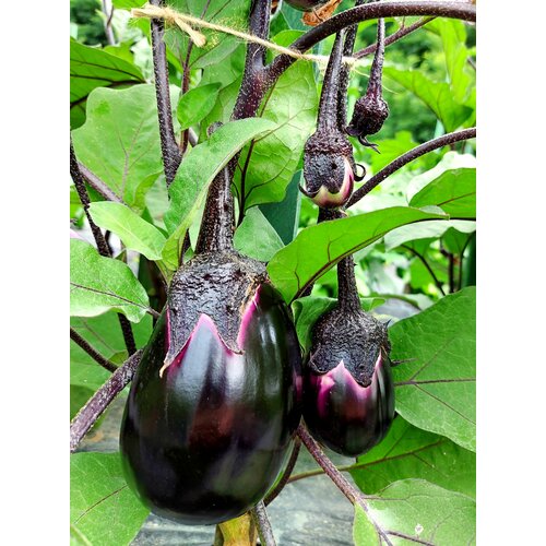 ������ ������ ������ �������� �������� ������������� (Violetta di Firenze) / Seeds And Goods / � �������� zip-lock ��� ���������� 10 ����� ����