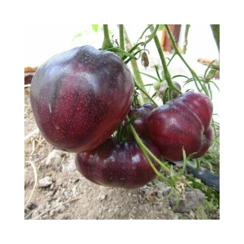 ������ ������ ������������� ������ ������ ��� 20 ����