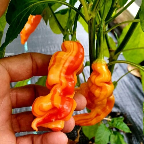 ������ ������ ������������� ������ ����� ������ ���� ��� ����