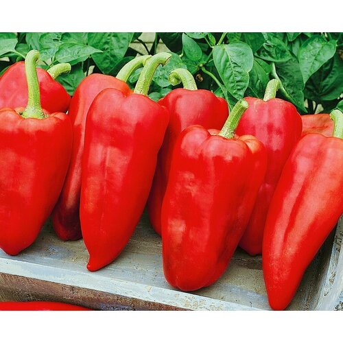 ������ ������ ������������� ������ ����� �������� ������ F1/ ����